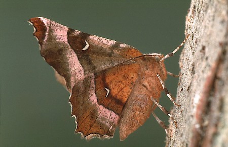 Purple Thorn Selenia tetralunaria