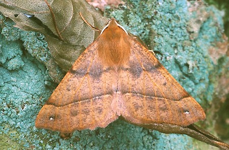 Feathered Thorn Colotois pennaria