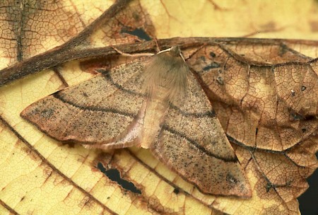 Feathered Thorn Colotois pennaria