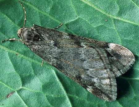 March Moth Alsophila aescularia