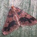 Male • Monk's Wood NNR, Cambs. • © Nick Greatorex-Davies