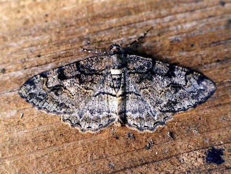 Mottled Beauty Alcis repandata