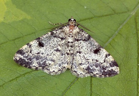 Dotted Carpet Alcis jubata