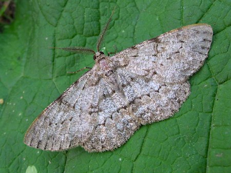 Pale Oak Beauty Hypomecis punctinalis