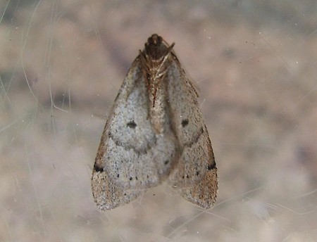 Early Moth Theria primaria