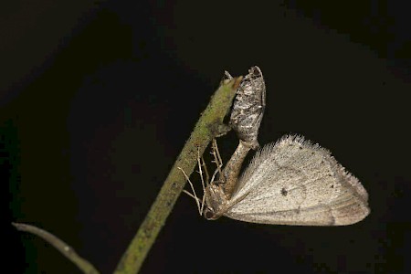 Early Moth Theria primaria