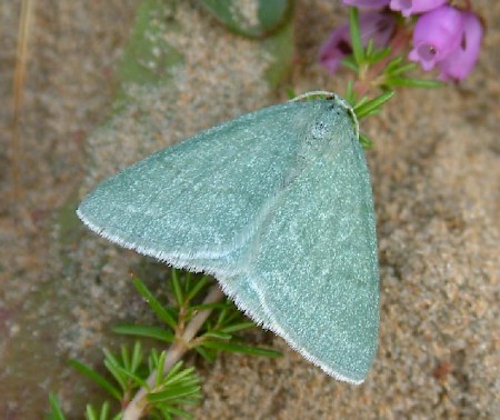 Grass Emerald Pseudoterpna pruinata