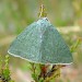 Adult • Murlough NNR, N. Ireland • © Nick Greatorex-Davies