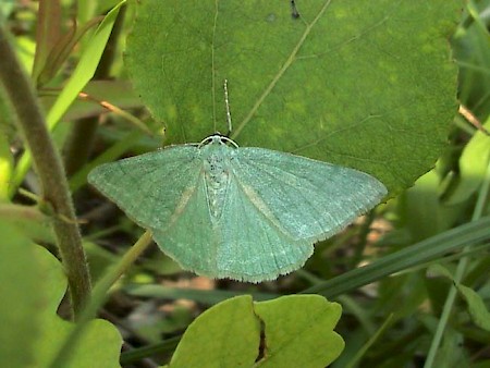 Grass Emerald Pseudoterpna pruinata