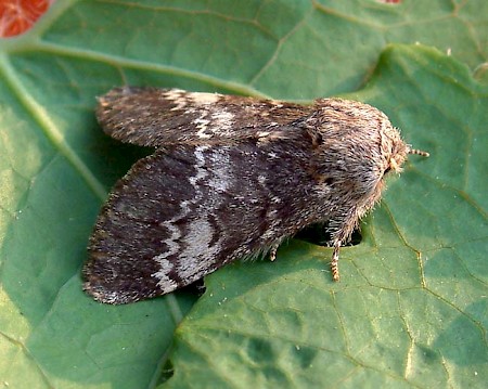 Lunar Marbled Brown Drymonia ruficornis