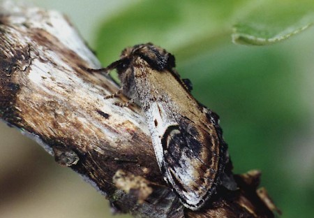 Pebble Prominent Notodonta ziczac