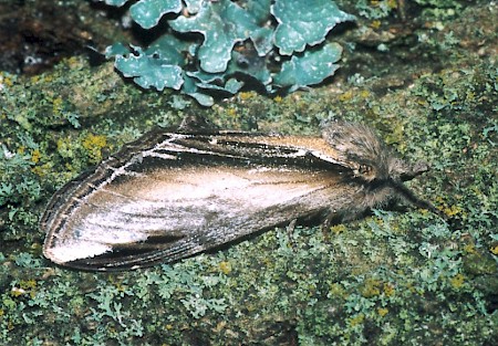 Swallow Prominent Pheosia tremula