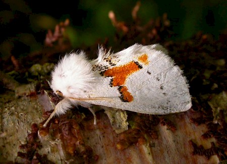 White Prominent Leucodonta bicoloria