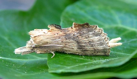 Pale Prominent Pterostoma palpina