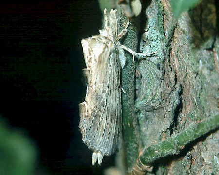 Pale Prominent Pterostoma palpina