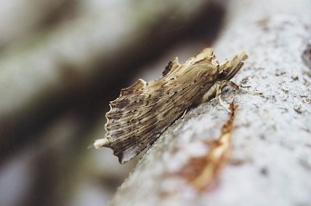 Pale Prominent Pterostoma palpina