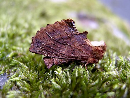 Coxcomb Prominent Ptilodon capucina