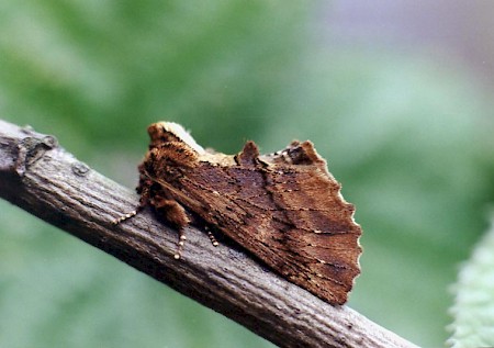 Coxcomb Prominent Ptilodon capucina