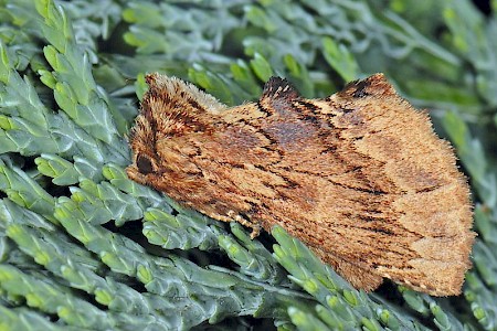 Coxcomb Prominent Ptilodon capucina