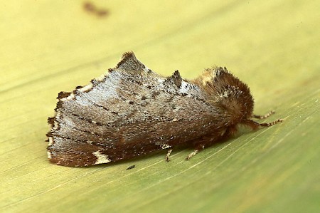 Scarce Prominent Odontosia carmelita