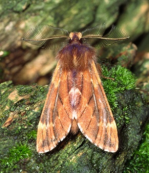 Plumed Prominent Ptilophora plumigera