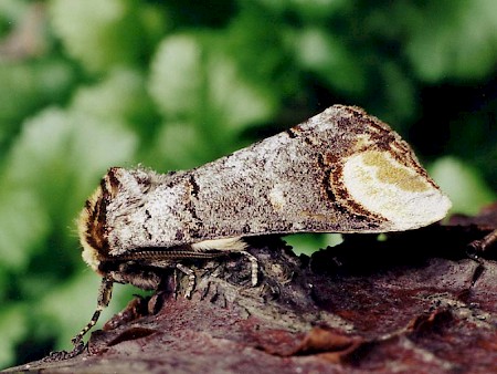 Buff-tip Phalera bucephala