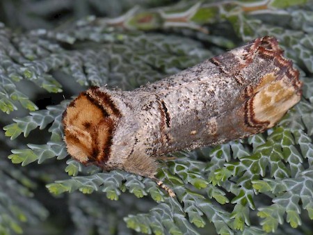 Buff-tip Phalera bucephala