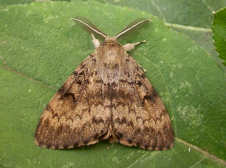 Gypsy Moth Lymantria dispar