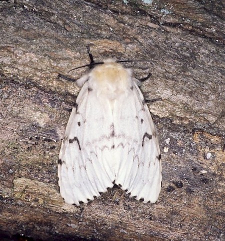 Gypsy Moth Lymantria dispar