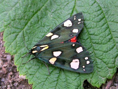 Scarlet Tiger Callimorpha dominula