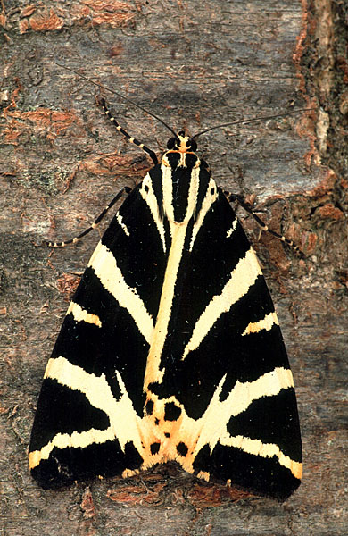 Jersey Tiger Euplagia quadripunctaria