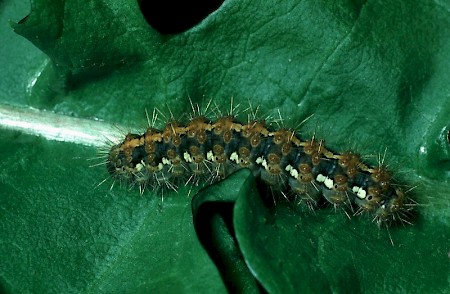 Jersey Tiger Euplagia quadripunctaria