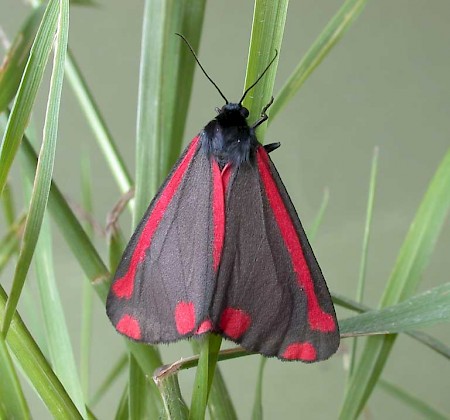 The Cinnabar Tyria jacobaeae