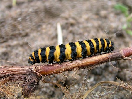 The Cinnabar Tyria jacobaeae