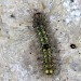 Larva • Langton Matravers, Dorset • © Chris Spilling