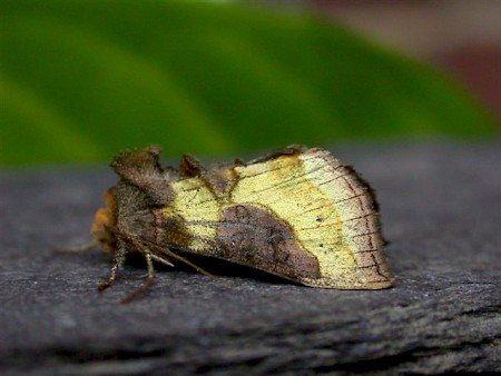 Burnished Brass Diachrysia chrysitis