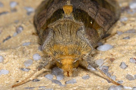 Burnished Brass Diachrysia chrysitis