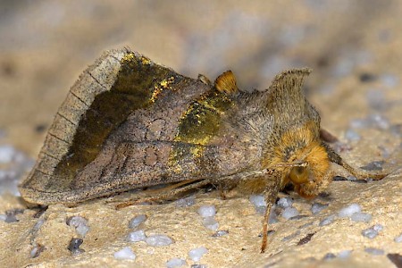 Burnished Brass Diachrysia chrysitis