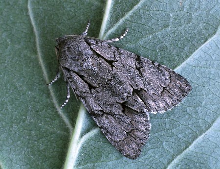 Grey Dagger Acronicta psi