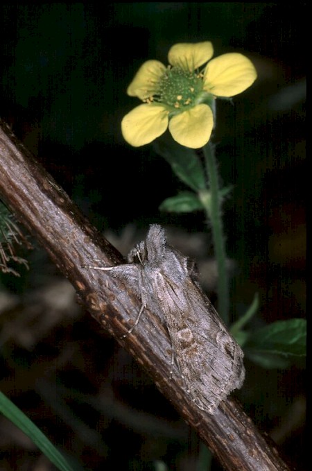 The Cudweed Cucullia gnaphalii