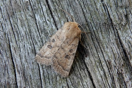 The Uncertain Hoplodrina octogenaria