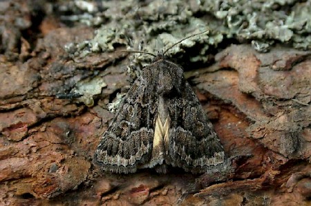 Straw Underwing Thalpophila matura