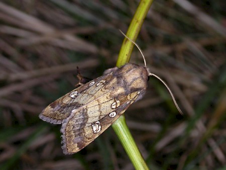 Fisher's Estuarine Moth Gortyna borelii