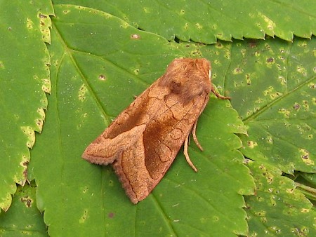 Rosy Rustic Hydraecia micacea