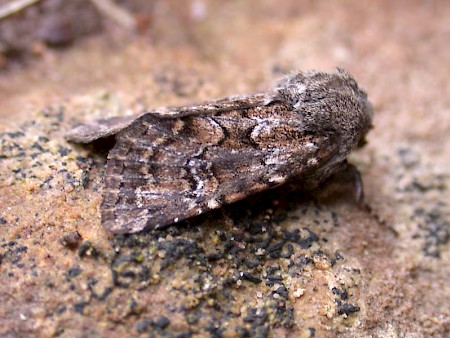 Sandhill Rustic Luperina nickerlii