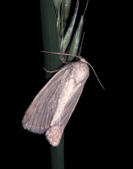 Morris's Wainscot Photedes morrisii