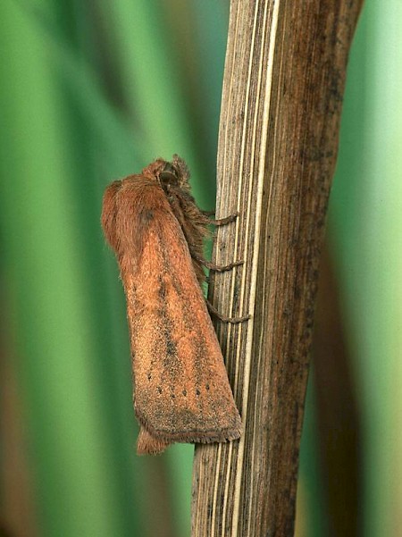 Rush Wainscot Globia algae