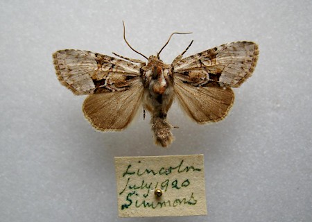 Union Rustic Pabulatrix pabulatricula