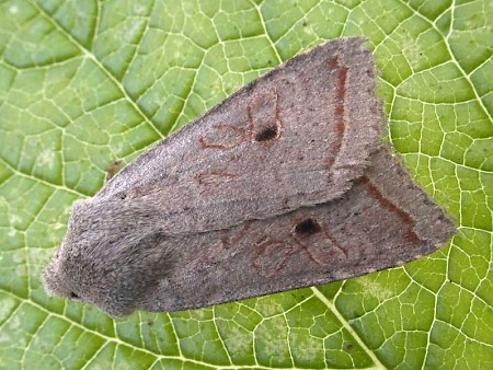 Red-line Quaker Agrochola lota