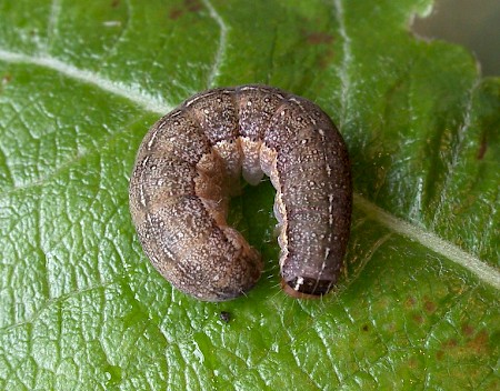 Red-line Quaker Agrochola lota